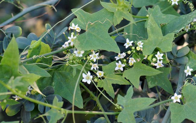 Brandegea bigelovii, Desert Starvine, Southwest Desert Flora